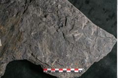 Foto (Detailansicht) von Camptoteris sp. (NHMW-GEO-2024-0188-10650)